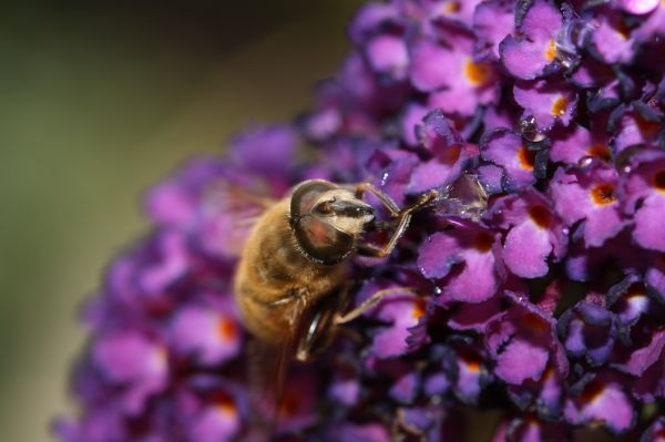 naturaleza, flor, planta, fotografía, flor, púrpura