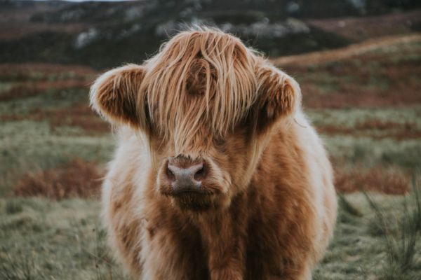 animal,faune,vache,bétail,la nature,zoo