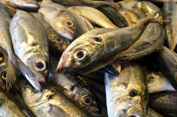 aliments, Fruit de mer, poisson, sardine, vertébré, Portugal