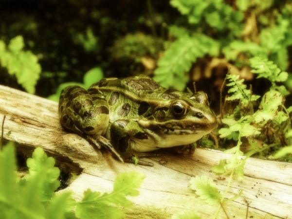 nature, animal, wildlife, green, jungle, frog