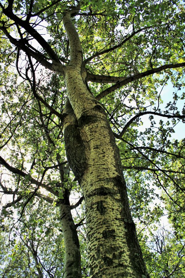 árvore, floresta, ramo, plantar, folha, flor