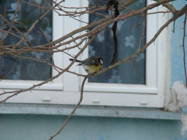 natur,gren,vinter-,fågel,djur-,vår