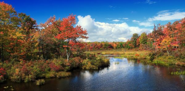 landschap,boom,natuur,hemel,blad,bloem