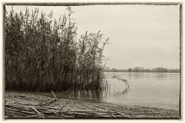 Baum, Schwarz und weiß, Wasser, Natur, draussen, Ast