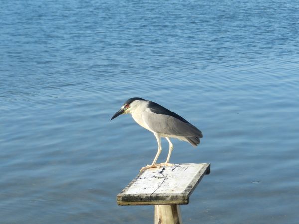 mer,oiseau,aile,Oiseau de mer,faune,mouette