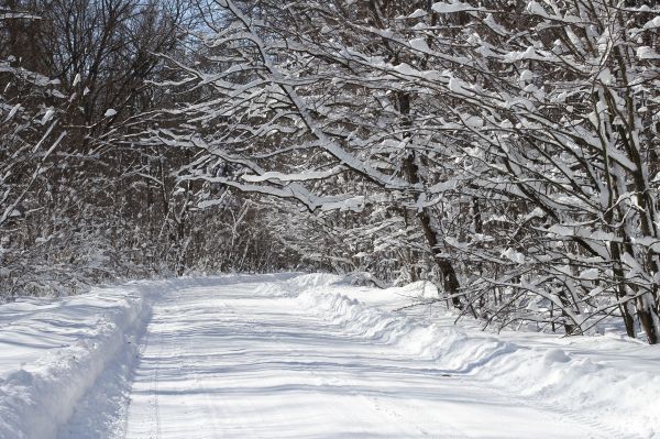 landschap,boom,Bos,tak,sneeuw,koude