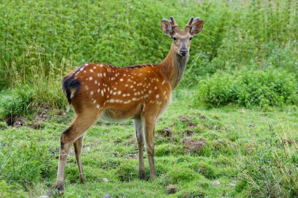 préri,vadvilág,szarvas,emlős,fauna,legelő