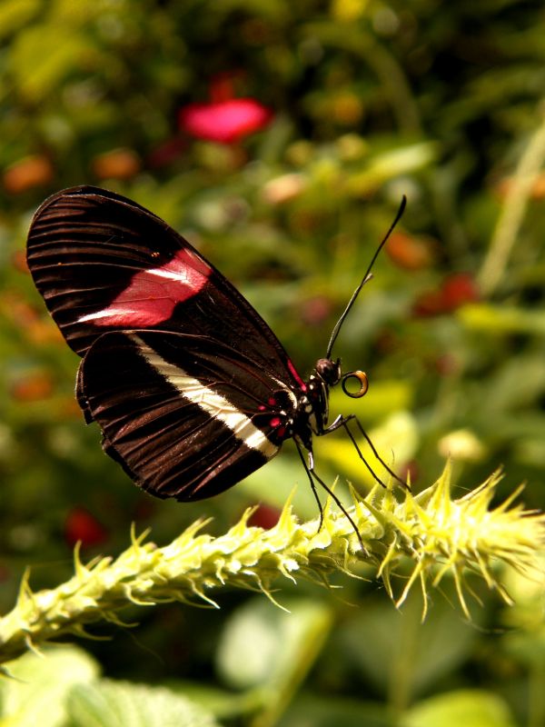 natur,vinge,blad,dyreliv,blomst,insekt