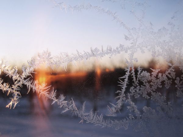 tre,natur,gren,snø,kald,vinter