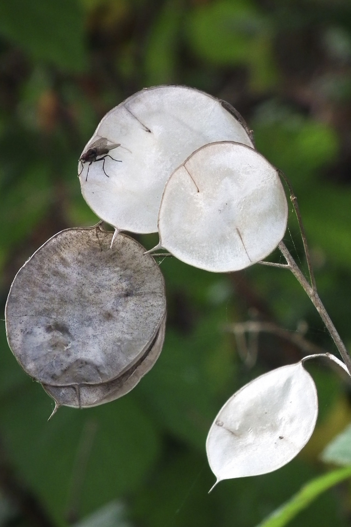 natur, gren, anlegg, blad, blomst, botanikk, sopp, flora, fauna, nærbilde, sopp, sølv, Agaricus, makrofotografering, østerssopp, plante stammen, Agaricaceae, Silberling, sølv blad