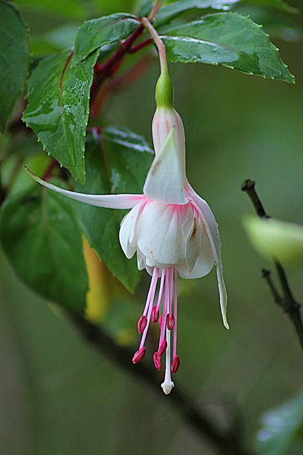 blomst, plante, stilk, blad, blomst, kronblad