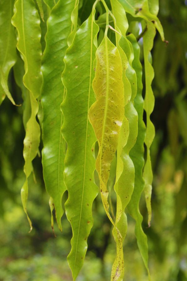 albero, natura, ramo, crescita, acqua, foresta