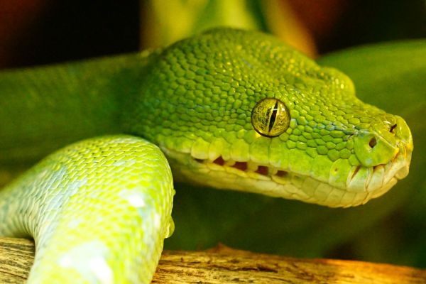 animais selvagens,verde,réptil,fauna,lagarto,Lagarto verde