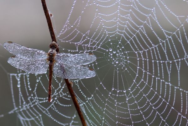 natur,dugg,vinge,morgen,fauna,materiale