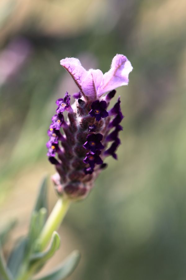 doğa,çiçek,bitki,çiçek,fotoğrafçılık,taçyaprağı