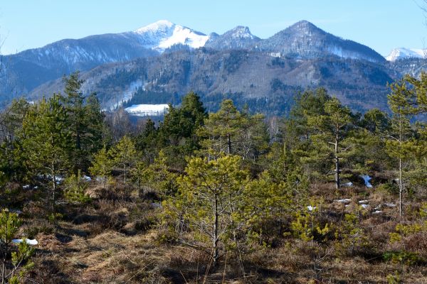 boom,natuur,Bos,wildernis,landschap,wandelen