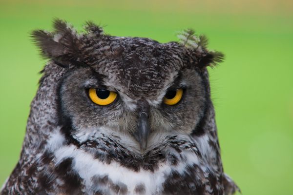 vogel,vleugel,wildlife,bek,uil,roofdier