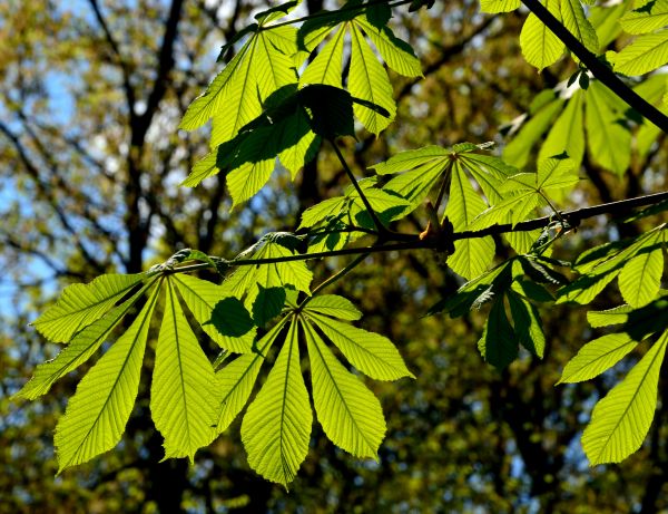 Baum, Natur, Wald, Ast, Pflanze, Sonnenlicht