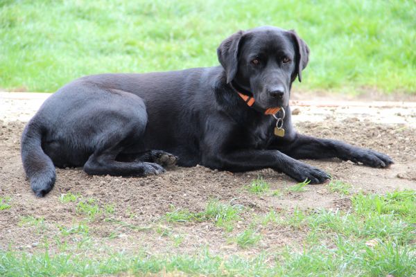 puppy, hond, zoogdier, zwart, gewerveld, halsketting