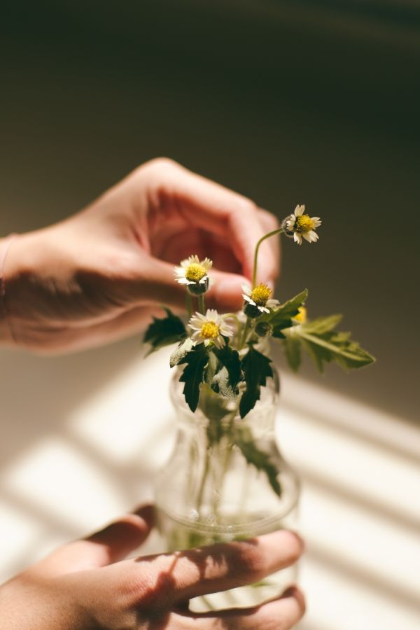 Hand, Pflanze, Fotografie, Blume, Blütenblatt, Glas