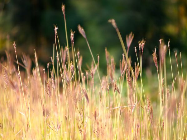 nature,grass,plant,field,lawn,meadow