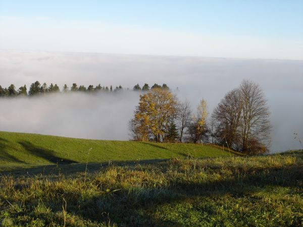 landskap, tre, natur, skog, gress, horisont