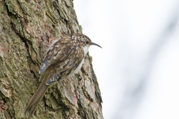 cabang,burung,sayap,margasatwa,paruh,fauna