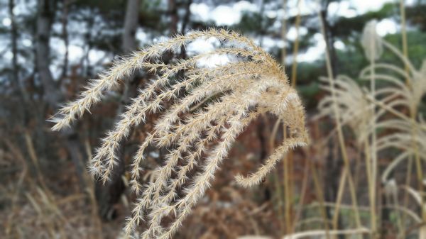 tre,natur,gress,anlegg,tre,blomst