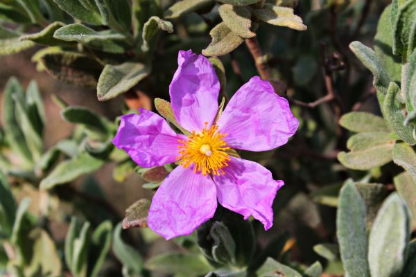 iarnă,plantă,floare,sălbatic,Mediterana,macro