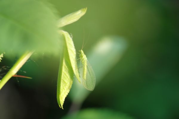 la nature,branche,plante,herbe,rosée,la photographie