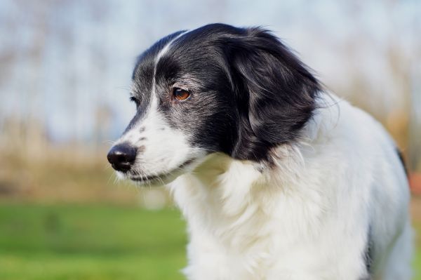 perro,linda,mascota,retrato,mamífero,naturaleza