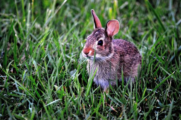 nature,cute,wildlife,green,grass,animal