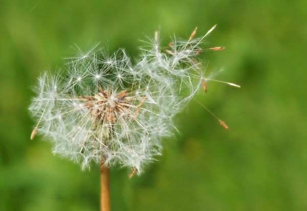 自然,草,工場,写真,フィールド,芝生