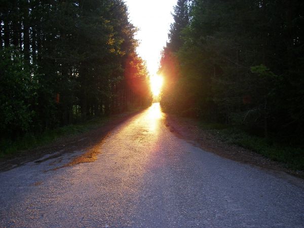 albero,natura,foresta,leggero,sole,tramonto