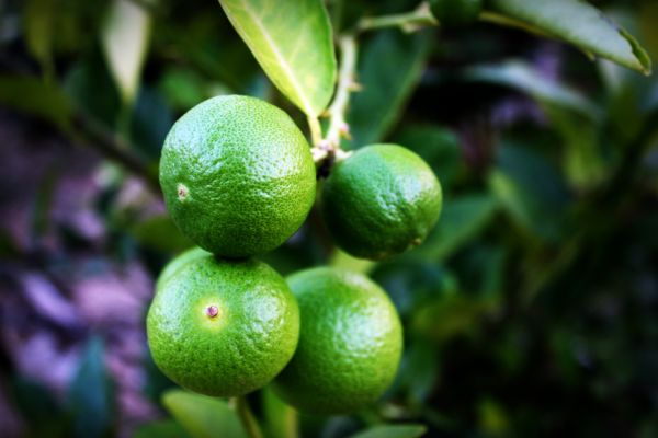 Baum, Natur, Ast, Pflanze, Frucht, Weiß