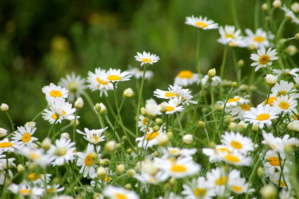 natur,gress,blomstre,anlegg,felt,plen