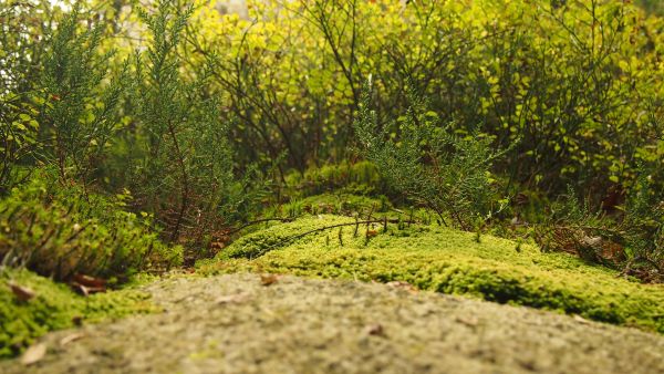 boom, Bos, gras, fabriek, landschap, natuur