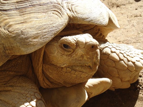 vadvilág, teknősbéka, hüllő, barna, vízi, fauna