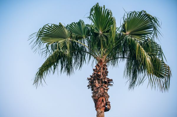 дерево,растение,Пальма,Arecales,Desert Palm,Borassus flabellifer