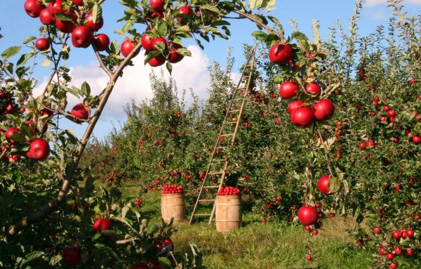 Mela,paesaggio,albero,natura,erba,all'aperto