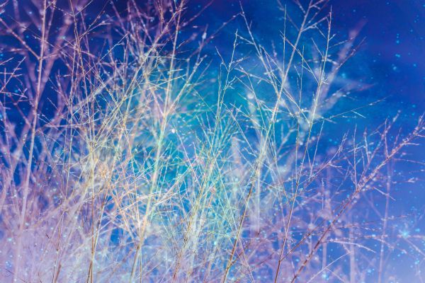 grass,screen,tree,nature,branch,sky