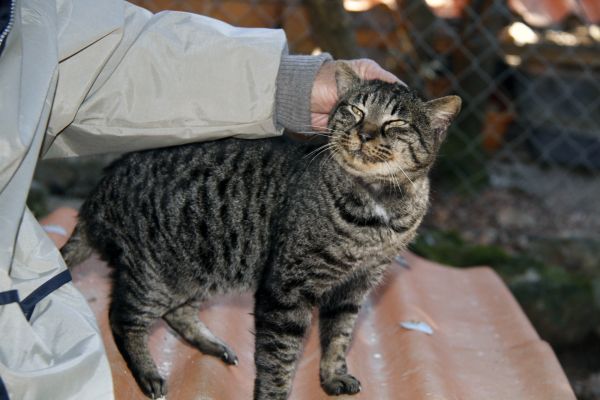 France,L'Europe ,chat,mammifère,faune,chats