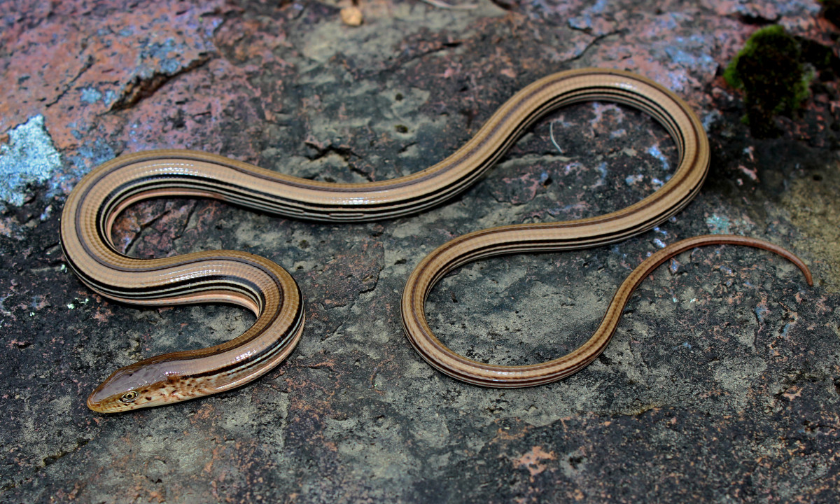 szkło, gad, fauna, jaszczurka, Piotr, wąż, kręgowiec, western, wąż, herp, herping, paplanus, canonrebelt3i, smukły, ophisaurus, attentuatus, Podwiązki snake, Colubridae, SideWinder, boa dusiciel, skalowana gadów, boa, Hognose węża, Anguidae