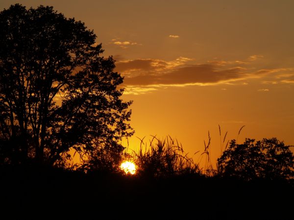 paesaggio, albero, natura, orizzonte, silhouette, ramo