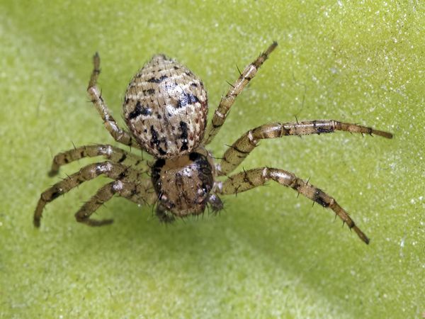 eläimistö,selkärangaton,lähikuva,hämähäkki,arachnid,Intia