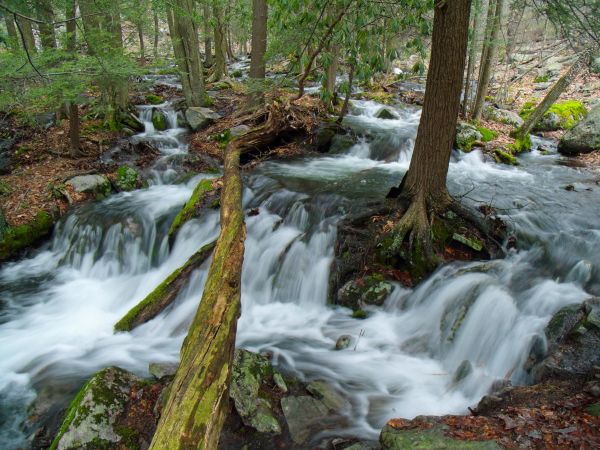 Wasser, Wald, Wasserfall, Bach, Wildnis, Winter