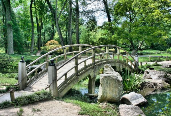 arbre,forêt,fleur,chemin,architecture,pont