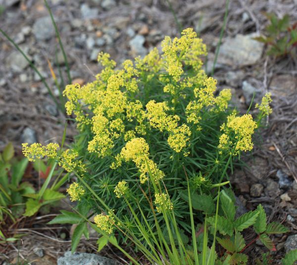 Pflanze,Blume,hoch,Kraut,produzieren,Gemüse