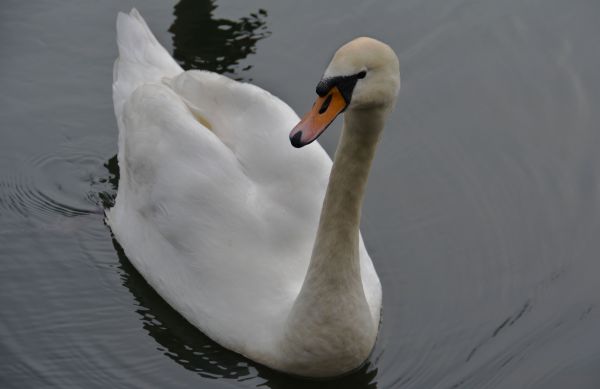 Wasser, Natur, Winter, Vogel, Flügel, Weiß