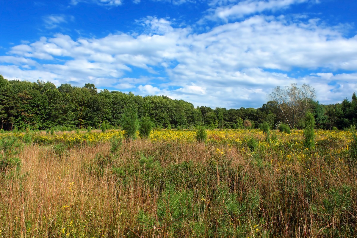 Landschaft, Baum, Natur, Wald, Gras, Horizont, Sumpf, Wildnis, Berg, Wolke, Pflanze, Himmel, Wandern, Feld, Wiese, Prärie, Hügel, Sommer-, Weide, Boden, Savanne, Ebene, Pflanzen, Wildblume, Bäume, Creative Commons, Wolken, Wiese, Vegetation, Appalachen, Monroecounty, Pokonos, Feuchtgebiet, Wildblumen, Pennsylvania, blauer Berg, Kittatinnymountain, Moor, Altocumulus, Plateau, Wald, Lebensraum, Ökosystem, Steppe, ländliches Gebiet, natürlichen Umgebung, geographische Eigenschaft, Grasfamilie, Holzige Pflanze